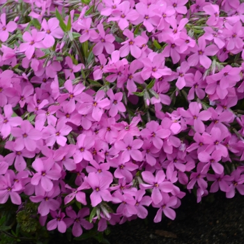 Phlox hybrid - 'Magenta Sprite'