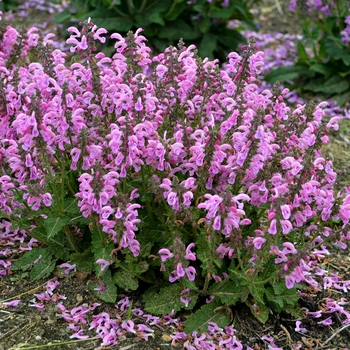 Salvia pratensis 'Sweet Petite' - Meadow Sage