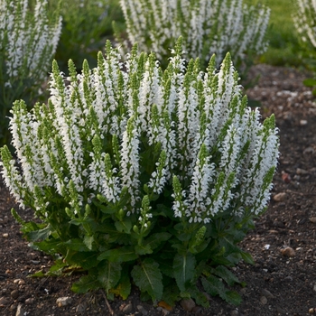 Salvia nemorosa 'Bumblesnow' - Meadow Sage