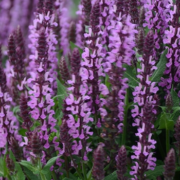 Salvia nemorosa 'Pink Profusion' - Meadow Sage
