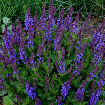 Salvia nemorosa 'Violet Profusion' - Meadow Sage