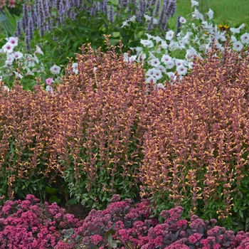 Agastache rupestris - 'Peachie Keen' Anise Hyssop