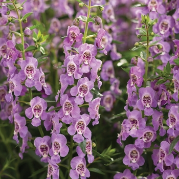 Angelonia 'Angelface™ Steel Blue' - Summer Snapdragon