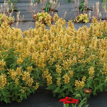 Agastache 'Poquito Butter Yellow' - Hummingbird Mint