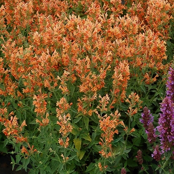 Agastache 'Poquito Orange' - Hummingbird Mint