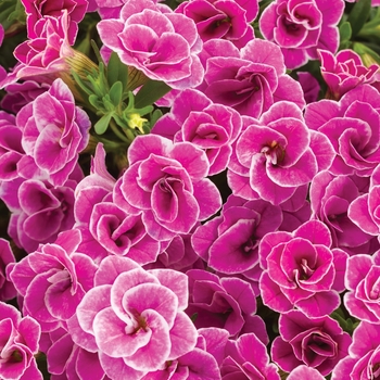 Calibrachoa hybrid - Superbells® Doublette Love Swept™