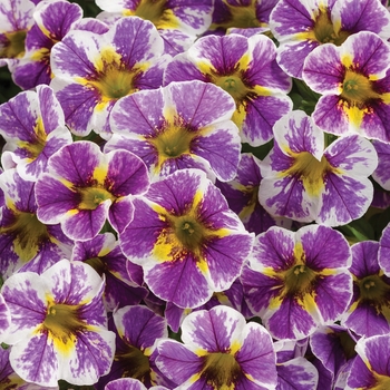 Calibrachoa hybrida 'Superbells Holy Smokes' - Superbells® Calibrachoa