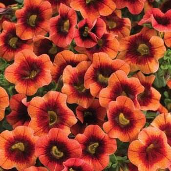 Calibrachoa hybrid - Superbells® Tangerine Punch™