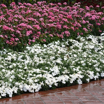 Dianthus chinensis 'Corona White' - Pinks