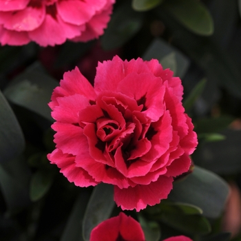 Dianthus caryophyllus 'Oscar Cherry + Velvet' - Pot Carnation