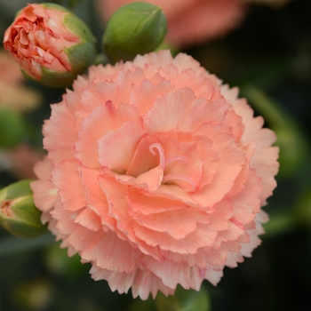 Dianthus caryophyllus 'SuperTrouper Orange' - Pot Carnation