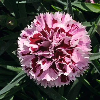 Dianthus caryophyllus 'SuperTrouper Velvet + Red' - Pot Carnation