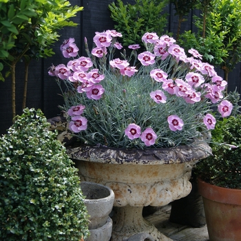 Dianthus 'Angel of Peace' - Scent from Heaven™
