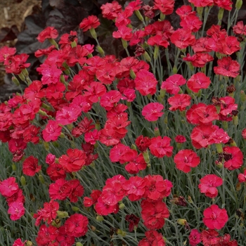 Dianthus x ''Frosty Fire'' - Cheddar Pink