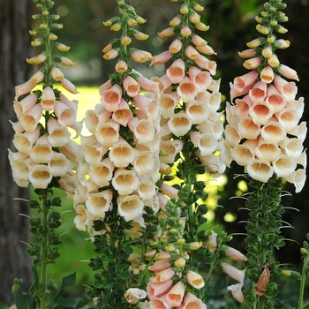 Digitalis purpurea 'Dalmatian Peach' - Dalmatian Foxglove