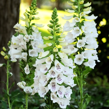 Digitalis purpurea 'Dalmatian White' - Dalmatian Foxglove