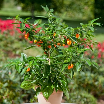 Capsicum 'Habanero' - Habanero Pepper