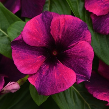 Catharanthus roseus 'Tattoo Black Cherry' - Periwinkle