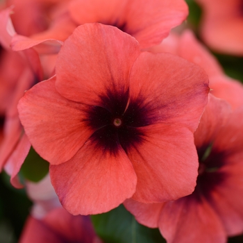 Catharanthus roseus 'Tattoo Papaya' - Periwinkle