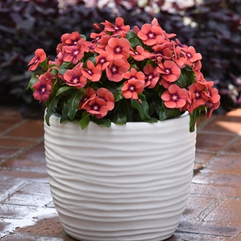 Vinca Catharanthus roseus 'Tattoo Tangerine' - Periwinkle