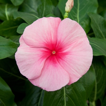 Catharanthus roseus 'Cora Cascade Strawberry' - Annual Vinca; Periwinkle