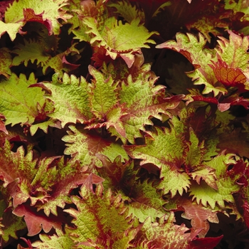 Coleus scutelleriodes ‘Henna' - Coleus