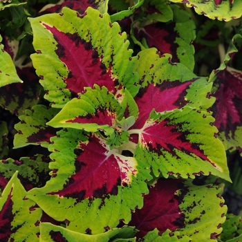 Coleus hybrid 'Kong Jr. Rose' - Coleus