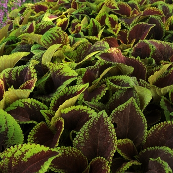 Coleus hybrid 'Kong Jr. Scarlet' - Coleus