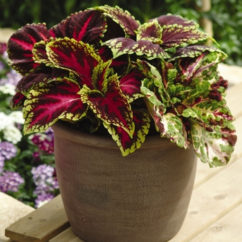 Coleus scutellarioides 'Kong Mosaic' - Coleus