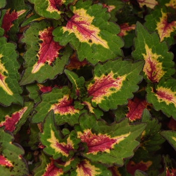 Solenostemon 'Pinkplosion' - Coleus