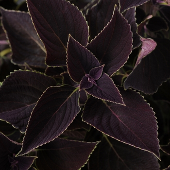 Solenostemon scuttelariodes 'Vino' - Coleus