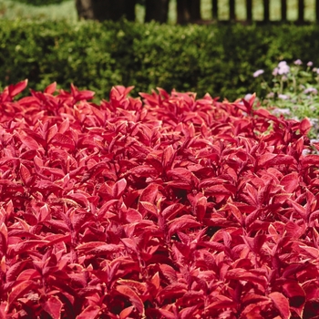 Solenostemon 'Wizard Sunset' - Wizard® Coleus