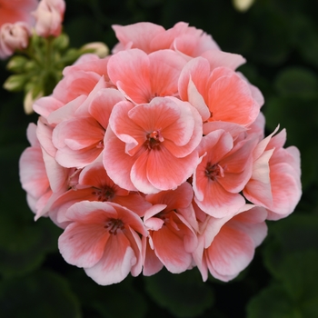 Pelargonium x hortorum 'Sunrise Light Salmon' - Sunrise™ Light Salmon Geranium