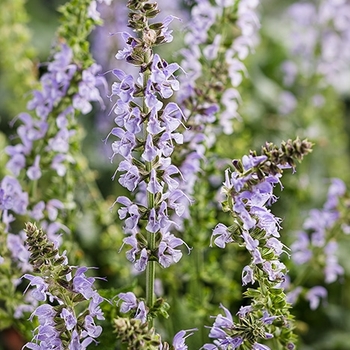 Salvia nemerosa 'Crystal Blue - Salvia Color Spires ™ 