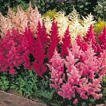 Astilbe x arendsii 'Multiple Varieties' - Astilbe