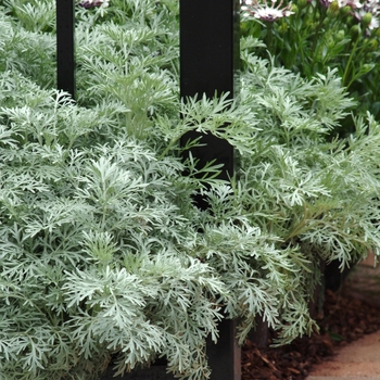 Artemisia 'Powis Castle' - Powis Castle Artemisia