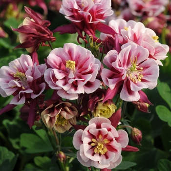 Aquilegia vulgaris 'Winky Double Red & White' - Columbine