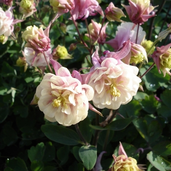 Aquilegia vulgaris 'Winky Double Rose & White' - Columbine