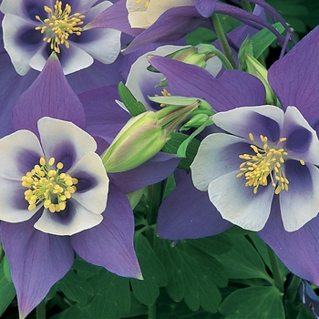 Aquilegia caerulea 'Origami Blue & White' - Columbine