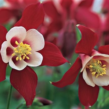 Aquilegia caerulea 'Origami Red & White' - Columbine