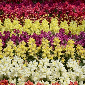 Antirrhinum majus 'Snapshot Mix' - Dwarf Garden Snapdragon