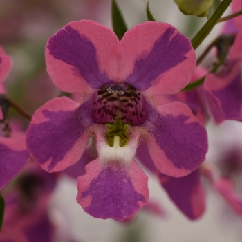 Angelonia 'Angelmist Spreading Berry Sparkler' - Summer snapdragon