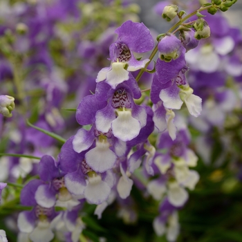 Angelonia 'Angelmist Spreading Bluebird' - Summer snapdragon