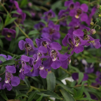 Angelonia 'Angelmist Spreading Dark Purple' - Summer snapdragon