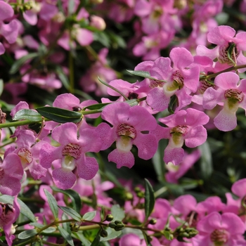 Angelonia 'Angelmist Spreading Pink' - Summer snapdragon