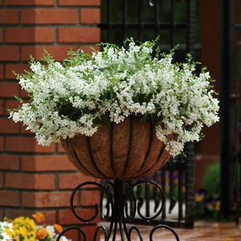 Angelonia angustifolia 'Angelmist Spreading White' - Angelmist® Summer snapdragon