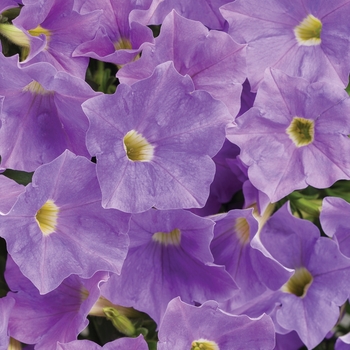 Petunia hybrid - Supertunia® Blue Skies