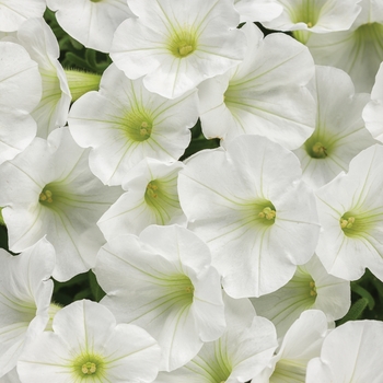 Petunia 'Supertunia White Charm' - Supertunia Petunia