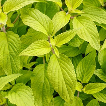 Salvia elegans - Rockin® 'Golden Delicious'