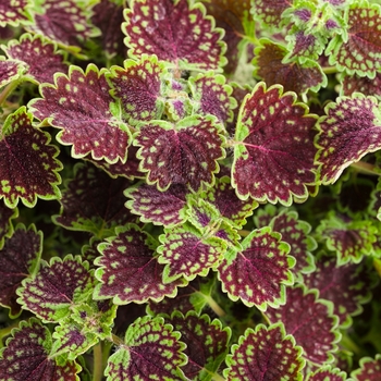 Solenostemon s. 'ColorBlaze Chocolate Drop' - Coleus